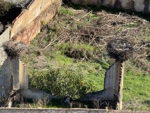 Storchennester von oben