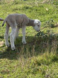 Dafür sind die ersten Lämmer da