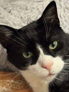 Kuschelkater Lucky