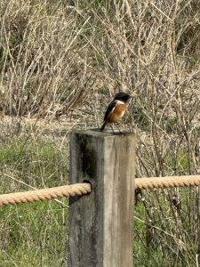 Schwarzkehlchen auf Winterurlaub