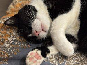 Lucky im Winterschlafmodus