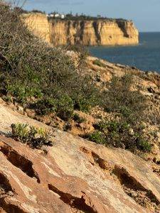 Überlebenskünstler auf den Felsen