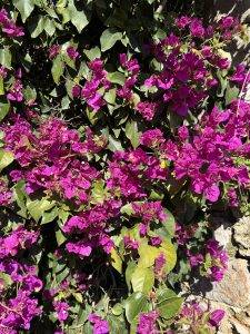 Bougainvillea
