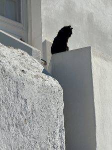 Schwarze Katze von oben - bringt Glück!!!