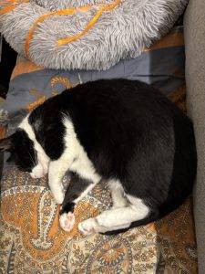 So ein süßer Kater