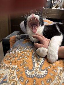 Oder doch ein Killerkater?