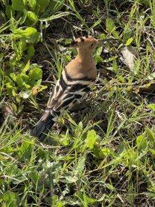 Stört den hünschen Wiedehopf gar nicht