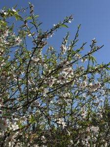 Frühlingsblüte