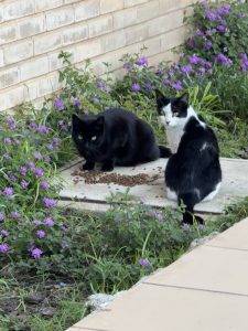 Marina-Katzen