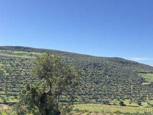 So grün sieht man die Algarve selten