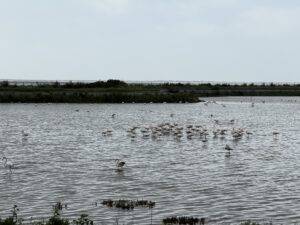 Ausflug nach Olhão zu den Flamingos