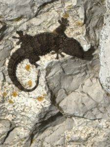 Mauergecko beim Sonnenbad