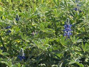 Lupinen