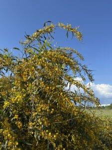 Mimosen-Akazie