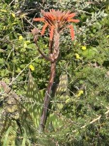 Aloe