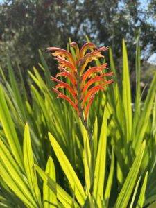 Chasmanthe floribunda?!
