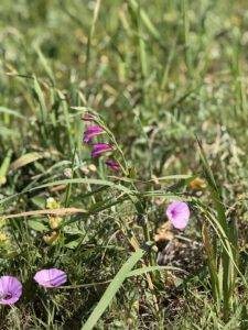 Blumen am Wegesrand