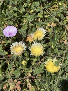 Mittagsblume
