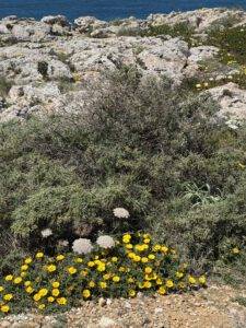 Zwischen den Felsen wachsen Wildblumen