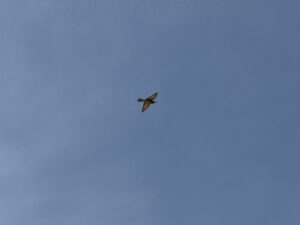 Hübscher Vogel - ein Bienenesser