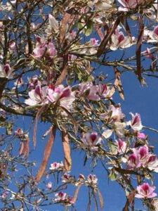 Magnolienblüte