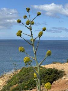 Riesenfenchel