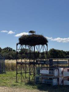 In jedem Nest sitzen Küken
