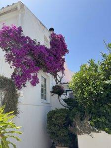 Bougainvillea als Hausschmuck