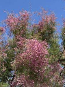 Tamariske - rosa Puschelbaum