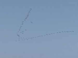 Flamingos sind auch schon wach