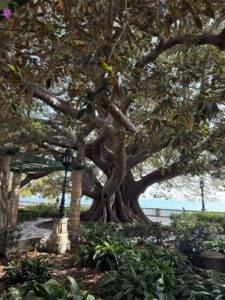 Ficus Centenarios