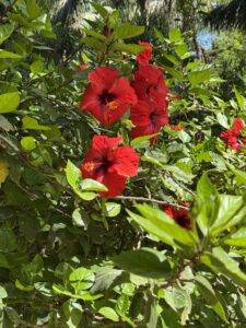 Hibiscus