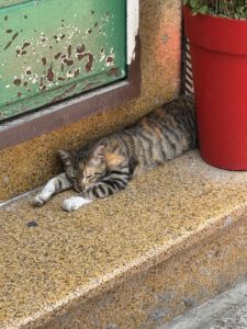 Auch hier halten Katzen Siesta