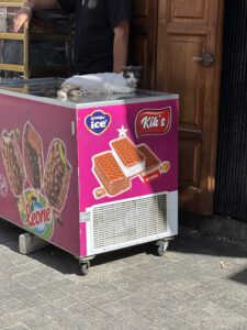 Eisgekühlte Katze