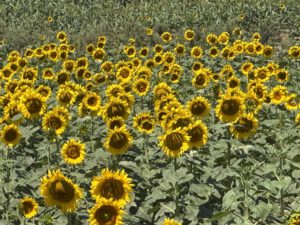 Blick in die Sonne