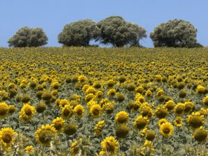 Riesiges Sonnenblumenfeld