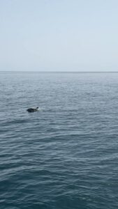 Mit Delfinshow