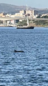 Delfinbesuch