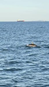 Noch eine Delfinshow