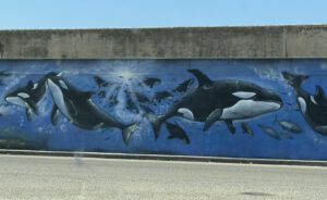 Orcas in Barbate