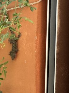 Mauergecko