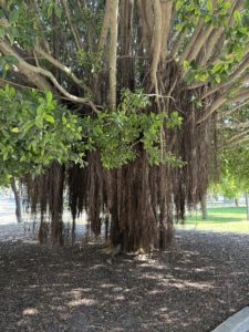Luftwurzeln einer Banyan-Feige