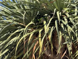 Suchbild mit 3 Papageien