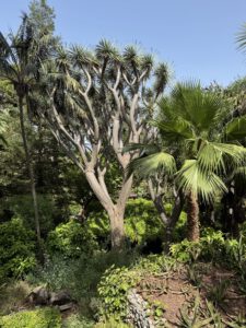 Verschiedene Palmenarten