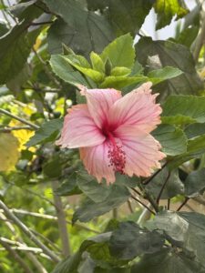 Hibiscusblüte