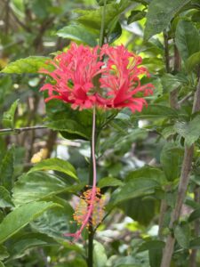 Hibiscus schizopetalus