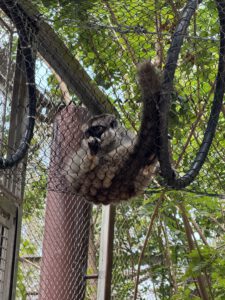 Ein Lemur hängt über uns ab