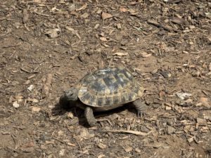 Schildkröte