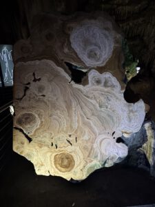 Querschnitt durch einen Stalagtiten
