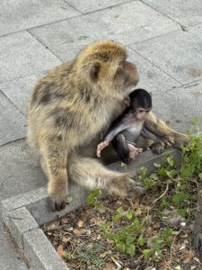 Affen im Apes Den